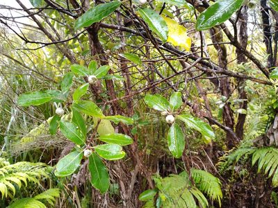 Pittosporum huttonianum, photographed by Leon Perrie