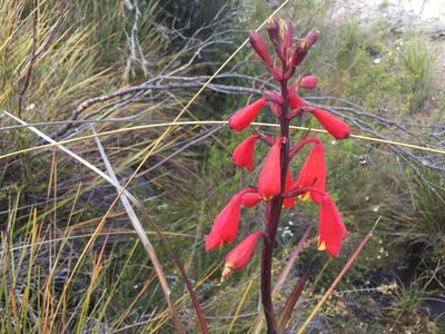 Blandfordia punicea, photographed by Miguel de Salas