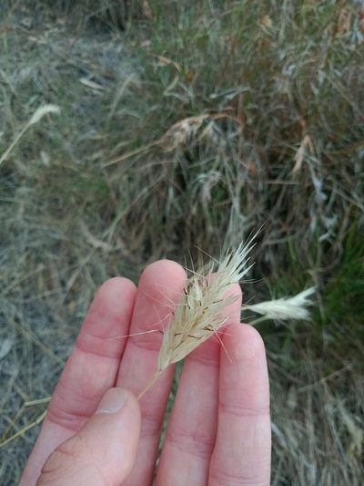 Rytidosperma pilosum, photographed by Nina Kerr