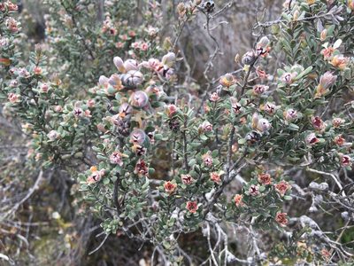 Leptospermum lanigerum, photographed by Miguel de Salas