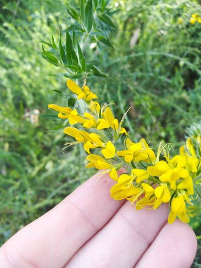 Genista tournefortii, photographed by Vicente Lopes