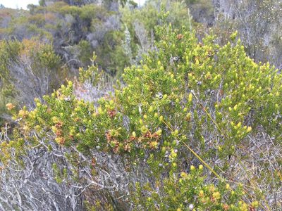 Melaleuca squamea, photographed by Miguel de Salas