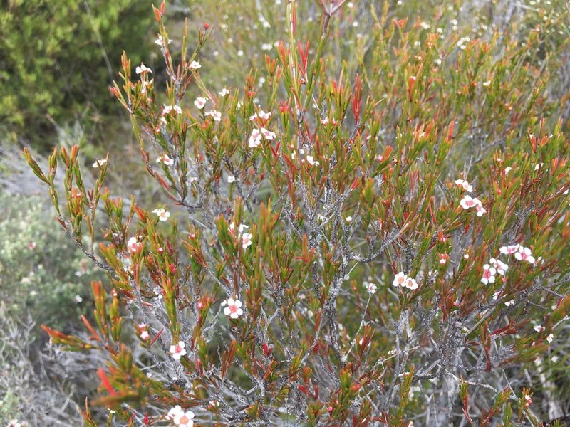 Baeckea leptocaulis, photographed by Miguel de Salas