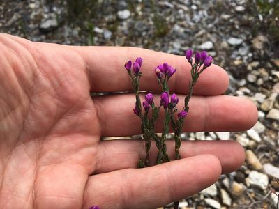 Comesperma retusum, photographed by Miguel de Salas