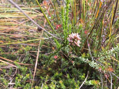 Sprengelia incarnata, photographed by Miguel de Salas