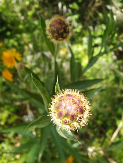 Cheirolophus sempervirens, photographed by Vicente Lopes