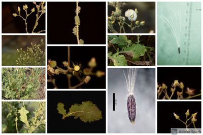 Laggera aurita, photographed by S.MORE