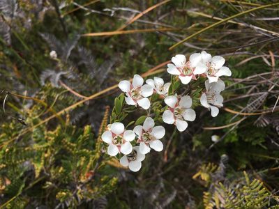 Leptospermum nitidum, photographed by Miguel de Salas