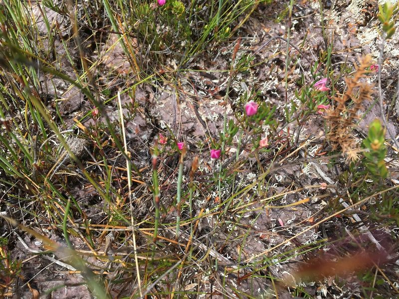 Boronia elisabethiae, photographed by Miguel de Salas