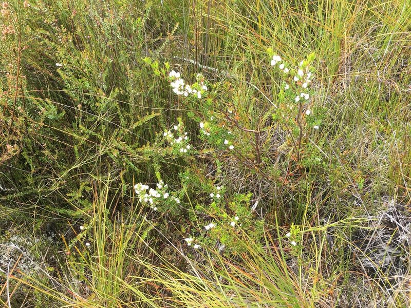 Boronia citriodora, photographed by Miguel de Salas