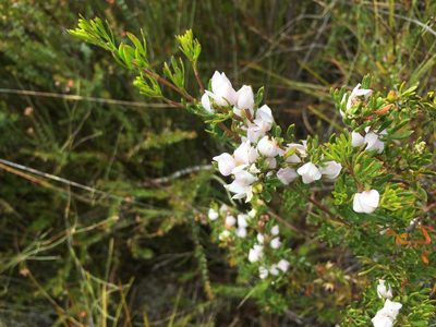 Boronia citriodora, photographed by Miguel de Salas