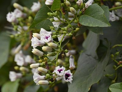 Ipomoea staphylina, photographed by Subhadra Devi