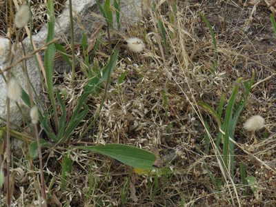Cerastium capense, photographed by Jeremy Gilmore