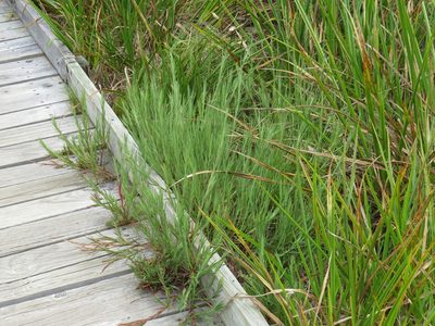 Cliffortia graminea, photographed by Jeremy Gilmore