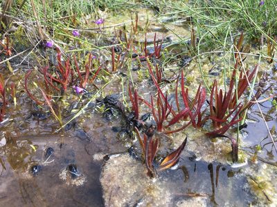 Drosera murfetii, photographed by Miguel de Salas