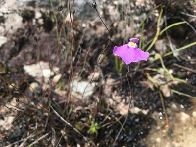 Utricularia uniflora, photographed by Miguel de Salas