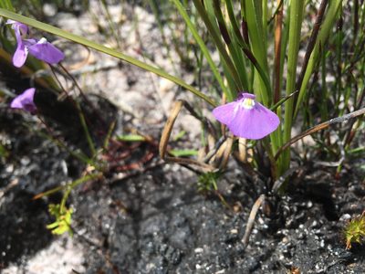 Utricularia uniflora, photographed by Miguel de Salas