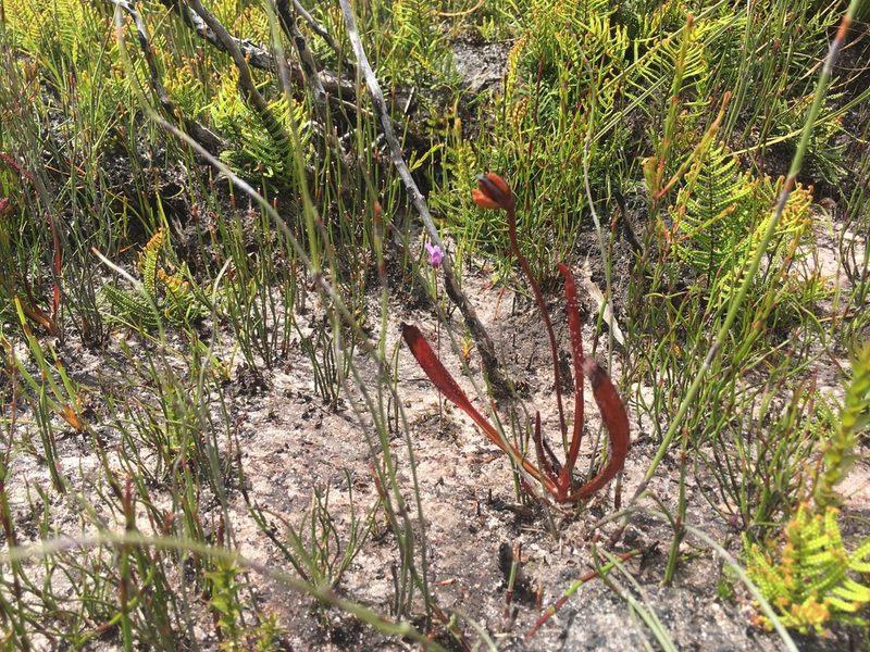 Drosera murfetii, photographed by Miguel de Salas