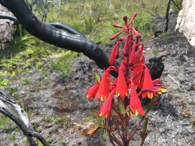 Blandfordia punicea, photographed by Miguel de Salas