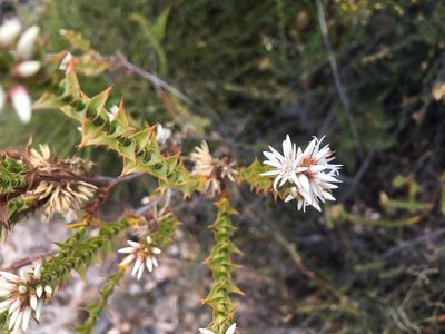 Sprengelia propinqua, photographed by Miguel de Salas
