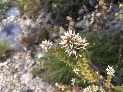 Sprengelia propinqua, photographed by Miguel de Salas