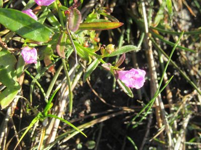 Agalinis neoscotica, photographed by alicia penney