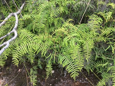 Gleichenia microphylla, photographed by Miguel de Salas