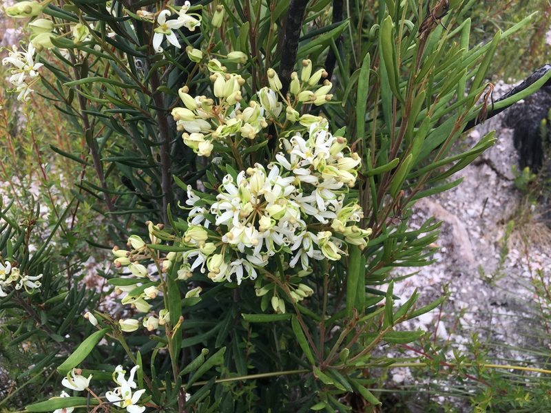 Lomatia polymorpha, photographed by Miguel de Salas
