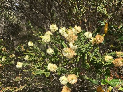 Melaleuca squarrosa, photographed by Miguel de Salas