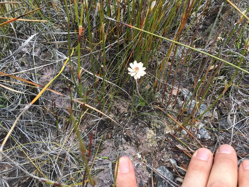 Helichrysum somalense, photographed by Miguel de Salas