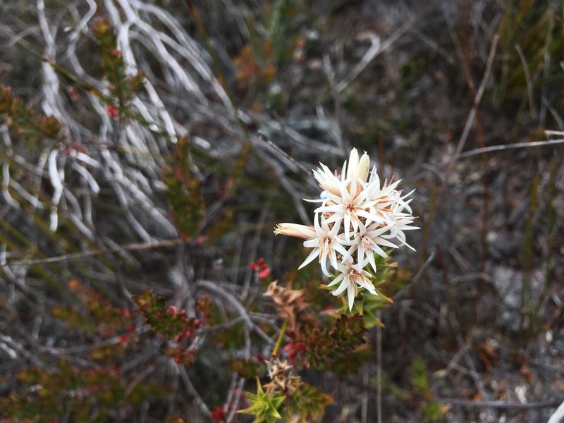 Sprengelia propinqua, photographed by Miguel de Salas