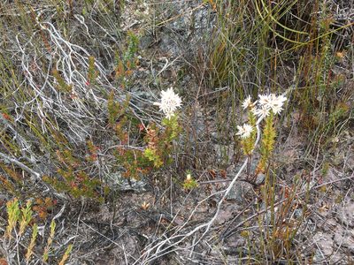 Sprengelia propinqua, photographed by Miguel de Salas