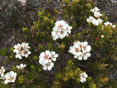Leptospermum nitidum, photographed by Miguel de Salas