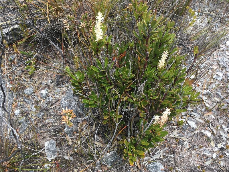 Agastachys odorata, photographed by Miguel de Salas