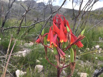 Blandfordia punicea, photographed by Miguel de Salas