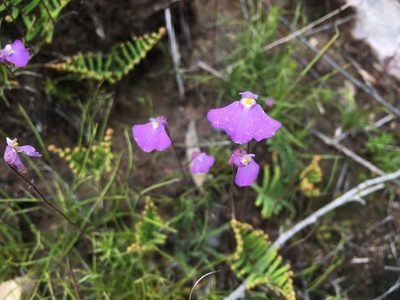 Utricularia uniflora, photographed by Miguel de Salas