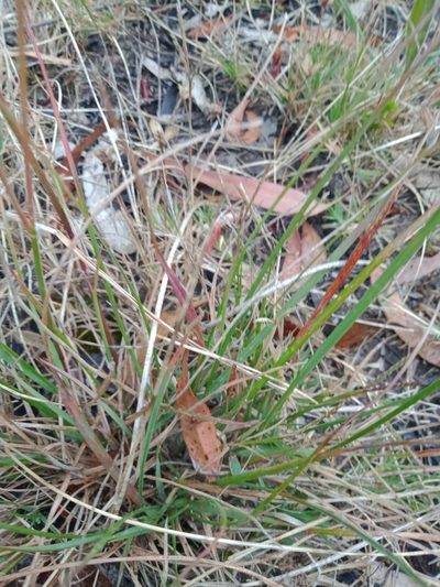 Rytidosperma fulvum, photographed by Nina Kerr