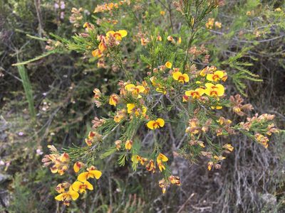 Dillwynia glaberrima, photographed by Miguel de Salas