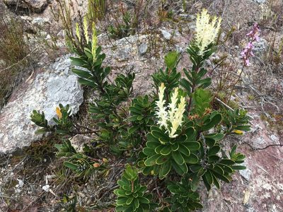 Agastachys odorata, photographed by Miguel de Salas