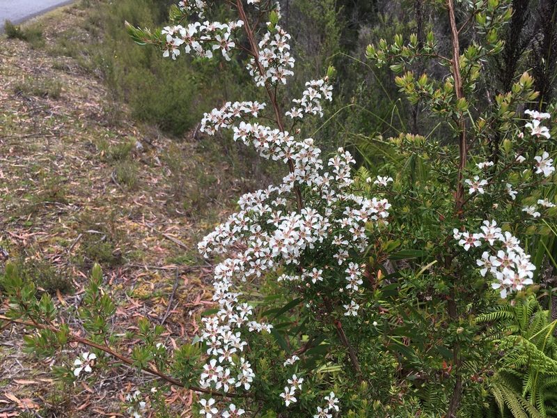 Leptospermum nitidum, photographed by Miguel de Salas