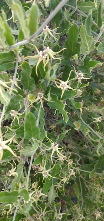 Oxypetalum pannosum, photographed by Cecilia Pombo Posente