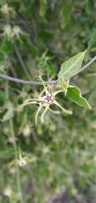 Oxypetalum pannosum, photographed by Cecilia Pombo Posente