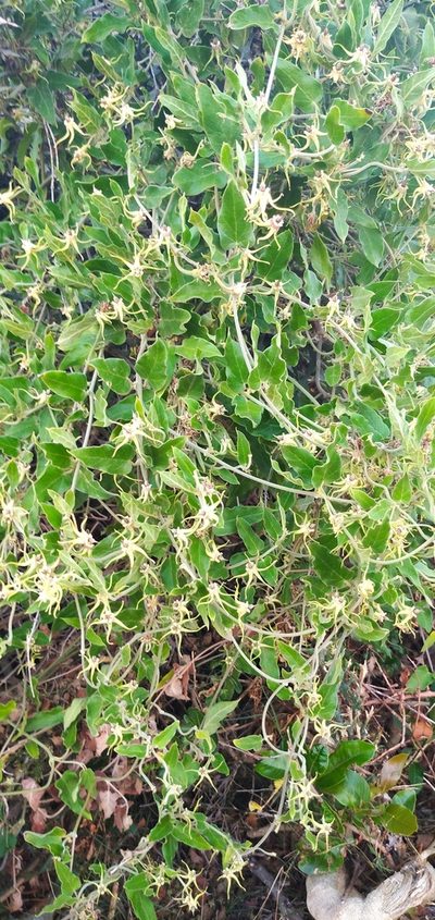 Oxypetalum pannosum, photographed by Cecilia Pombo Posente