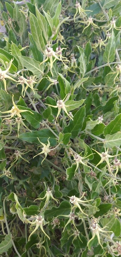 Oxypetalum pannosum, photographed by Cecilia Pombo Posente
