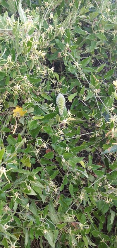 Oxypetalum pannosum, photographed by Cecilia Pombo Posente