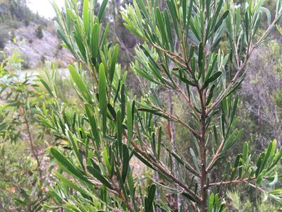 Acacia mucronata, photographed by Miguel de Salas