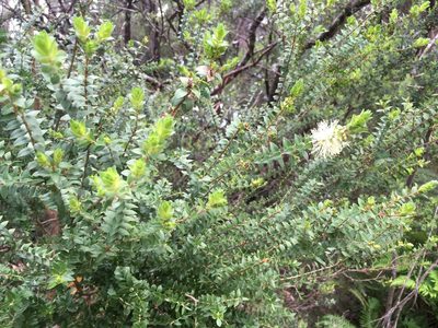 Melaleuca squarrosa, photographed by Miguel de Salas