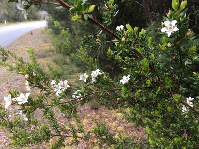 Leptospermum nitidum, photographed by Miguel de Salas