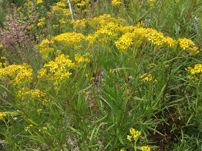 Senecio linearifolius, photographed by Miguel de Salas