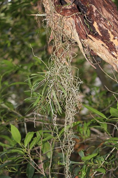 Plectorrhiza tridentata, photographed by mitchell holliday